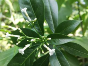 ܽľʹý ܽľθðͷʹ