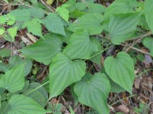 �����Z����Щ��Ч �����Z����Ԫ����