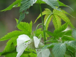 ��Щ��ҩ�п�˥�ϵ����� С���о���һЩ��˥����ҩ