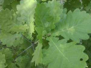 ����Ҷ����Щ��Ч�� ����Ҷ������С����������