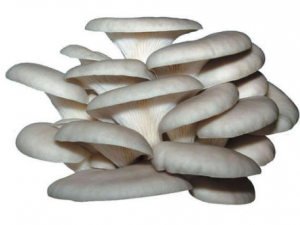 ƽ���Ĺ�Ч������ ƽ������ǿ����������