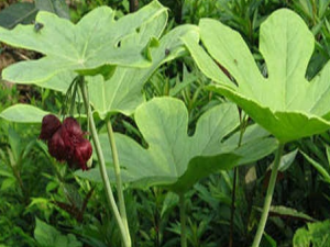 �в�ҩ���ݵ���������Щ �����֪������������