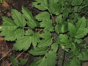 �в�ҩ��Ӱ������� �в�ҩ���ɶԸ����Ӱ��