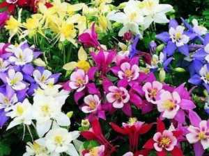 ��ҽ�����鷽�������� ����С��������Щ�����鷽��