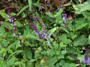 �ϲεĹ�Ч���� �ϲο����ڼ����Ը���