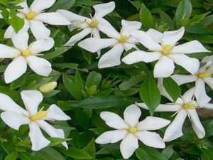 ���ӻ���ʳ�ù�Ч ���ӻ����η��ȿ���