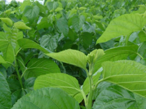 ɣҶ�����ݹ�Ч ɣҶ������ɫ�س��ŵķ���