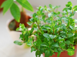 �����﷦���Ӧ�� �������ɰ���ⷦ