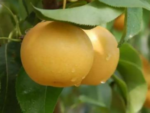 �����Ӫ����ֵ ������ɰ�����̵ֹ��