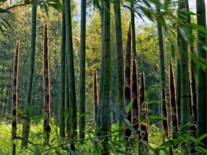 ��������Щ��Ч �����κ�������