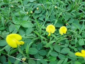 ��Ҷ��������Щ��Ч ��Ҷ������С��������඾δ��