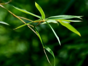 ��Ҷ������Щ��Ч ��Ҷ������ʹ��������