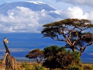 ���黨�Ĺ�Ч���� ���黨����������θ