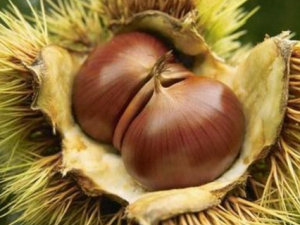 ʳ������Գ����� ��������Щ��ʳ�İ�������������