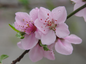 �һ��ܸ���������ɫ С�������ܼ������ڲ������һ����ݷ�