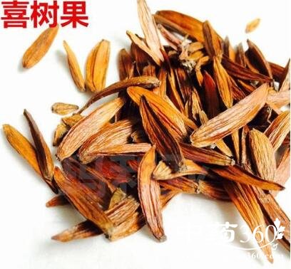 喜树果的功效与作用 喜树果的用法用量和使用禁忌-中药360