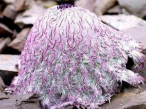 ˮĸѩӹЧ ˮĸѩηʪԹؽ