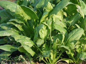 ʮ�ֶ�Ů�˷ǳ����õ�����ʳ�� һ������������ʲô��