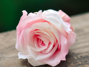 Ů�Գ���õ�廨���������� õ�廨��������Ч