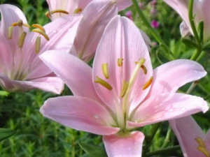 �˰ٺϵĹ�Ч���� С���Ƽ��ٺ�ҩ�ŷ��������ĳ�����������