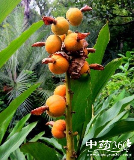 galangal seed【拉丁名】semen alpiniae【别名】豆蔻,漏蔻,草果,草蔻