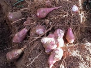 �󽪵�Ӫ����ֵ ��������ı����Ϳ�������