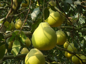 �����ӵĺô�����Щ  ���Ӿ���������ʳֹʹ������