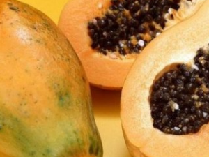 ��ľ�ϵĳԷ� ������ľ�ϲ��ܼ���