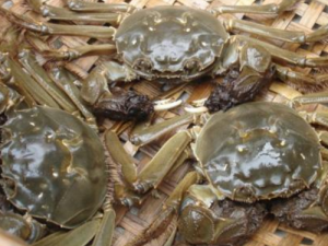 ����������ʳ������Щ �и�һ��Ҫע����ʳŶ