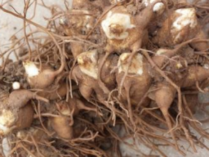 ��������Щ��Ч �����ξ�ˮ����С�����