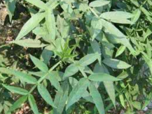 ��Ҷ��Ҷ�Ĺ�Ч���� ��Ҷ��Ҷ��Ƥ������