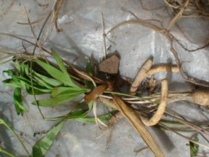 ��Ҷ����Ĺ�Ч���� ��Ҷ����ɷ�����ʹ����б�֢