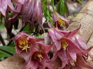 ��Ҷ�εĹ�Ч���� ��Ҷ���η�ʪ�ؽ�ʹ