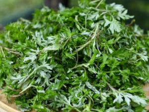 ���ݵ�ҩ�ü�ֵ����Щ ��Ҷ��ˮ����ʪ��Ч������