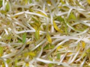 �̶�ѿ�Ĺ�Ч������ �̶�ѿ�����Ƚⶾ������