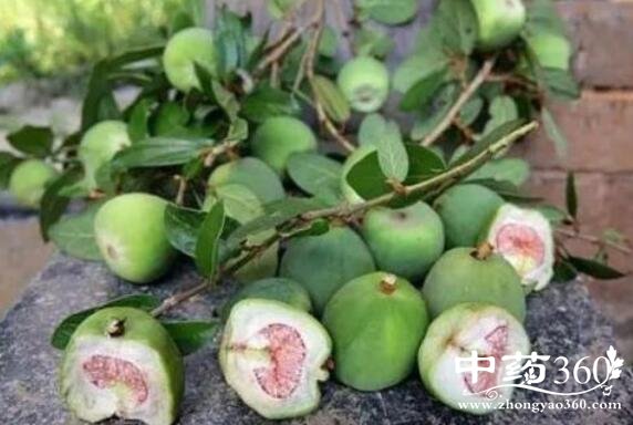 【中药名】广东王不留行guangdongwangbuliuxing【别名】薜荔果,馒头