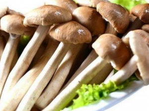 �������Ĺ�Ч������ �������ɴٽ���������