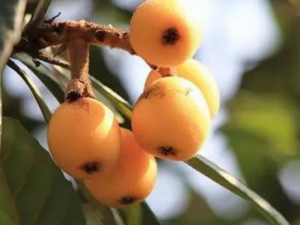 ��Щʳ������εĹ�Ч ��Ҫ�β���������������Щʳ��