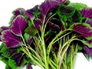 �Ȳ˵Ĺ�Ч������ �Ȳ˿ɴٽ���������