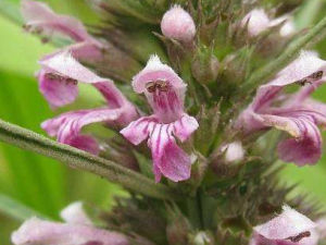 ��ĸ�����ݼ�Ʒ������Ч���� ��ĸ��Ҳ�ܰ������