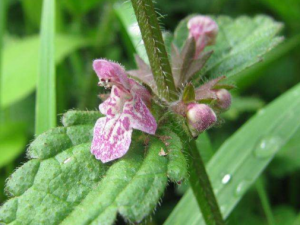 ζҪЩЧ ζѪɢֹʹĹЧ