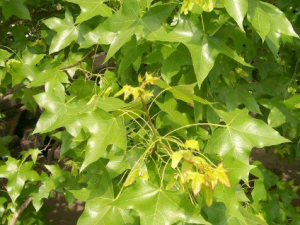 Ԫ����Ĺ�Ч������ Ԫ����Ԥ����Ѫ֬