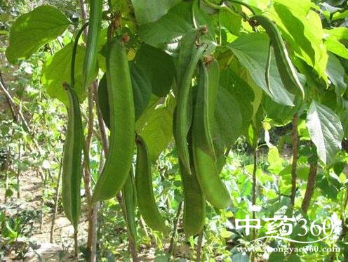 刀豆的功效与作用 刀豆的用法用量和使用禁忌-中药360