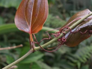 �����ֵĹ�Ч���� �������нⶾ��ˮȥʪ���Ĺ�Ч