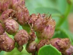 �{�Ĺ��Ĺ�Ч���� �{�Ĺ������Ƚⶾ