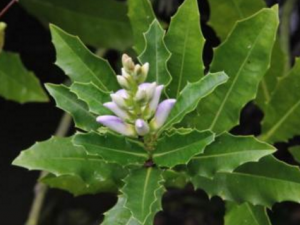 ˮ����{�Ĺ�Ч���� ˮ����{�ɳ�̵�������