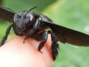 ���Ĺ�Ч���� �����С������