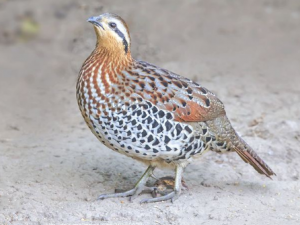 �񼦵Ĺ�Ч���� ������Ұ����ɱ��