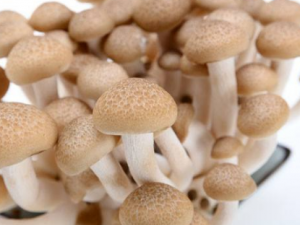 ����Ģ��ֹ�Ȼ�̵ͨ���Ŷ������� ����ĢӦ������Ч��������