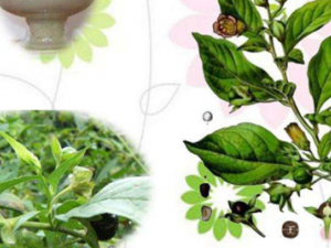 ��������������Щ���� ��������������θ��ʮ��ָ������